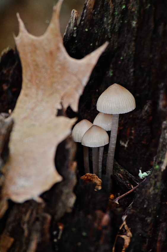Mycena mushrooms, Babcock