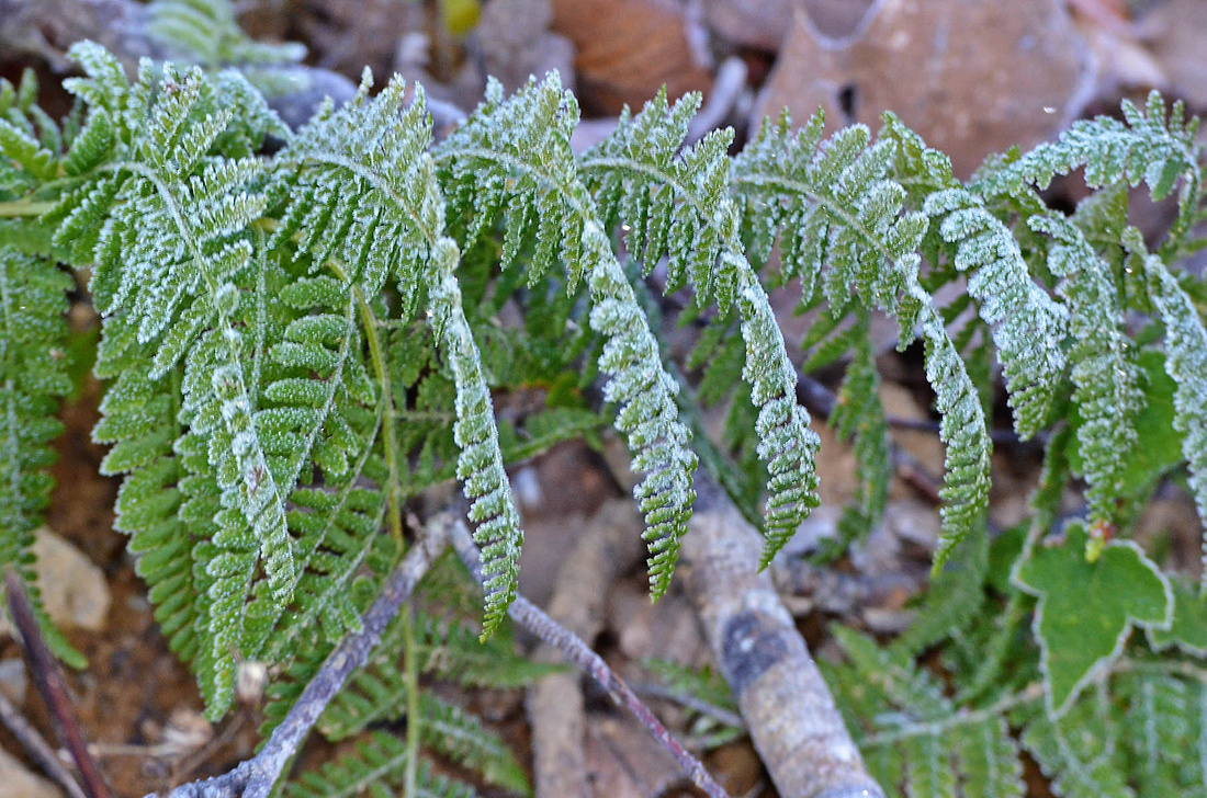 Frosted ferns, 216