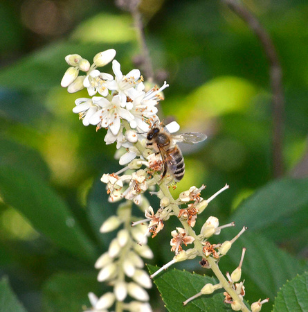 Honey Bee and Clethra