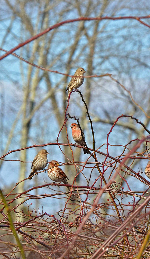 House finches, weathertop