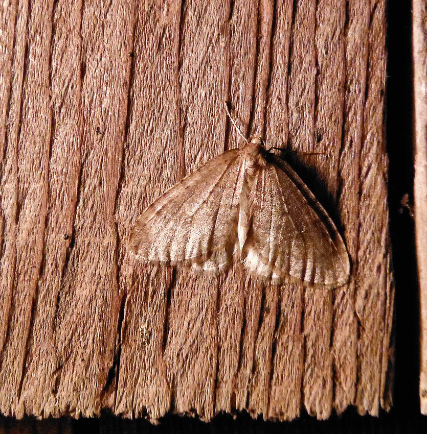 Winter Moth, home
