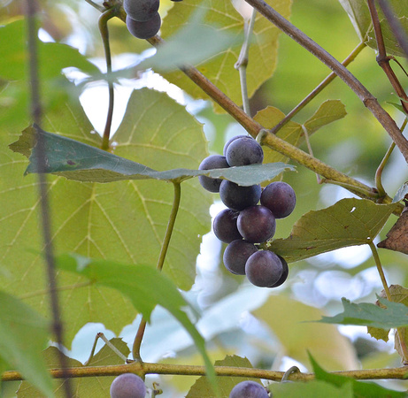 The first of the fox grapes