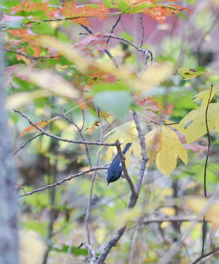 Black-throated Blue warbler
