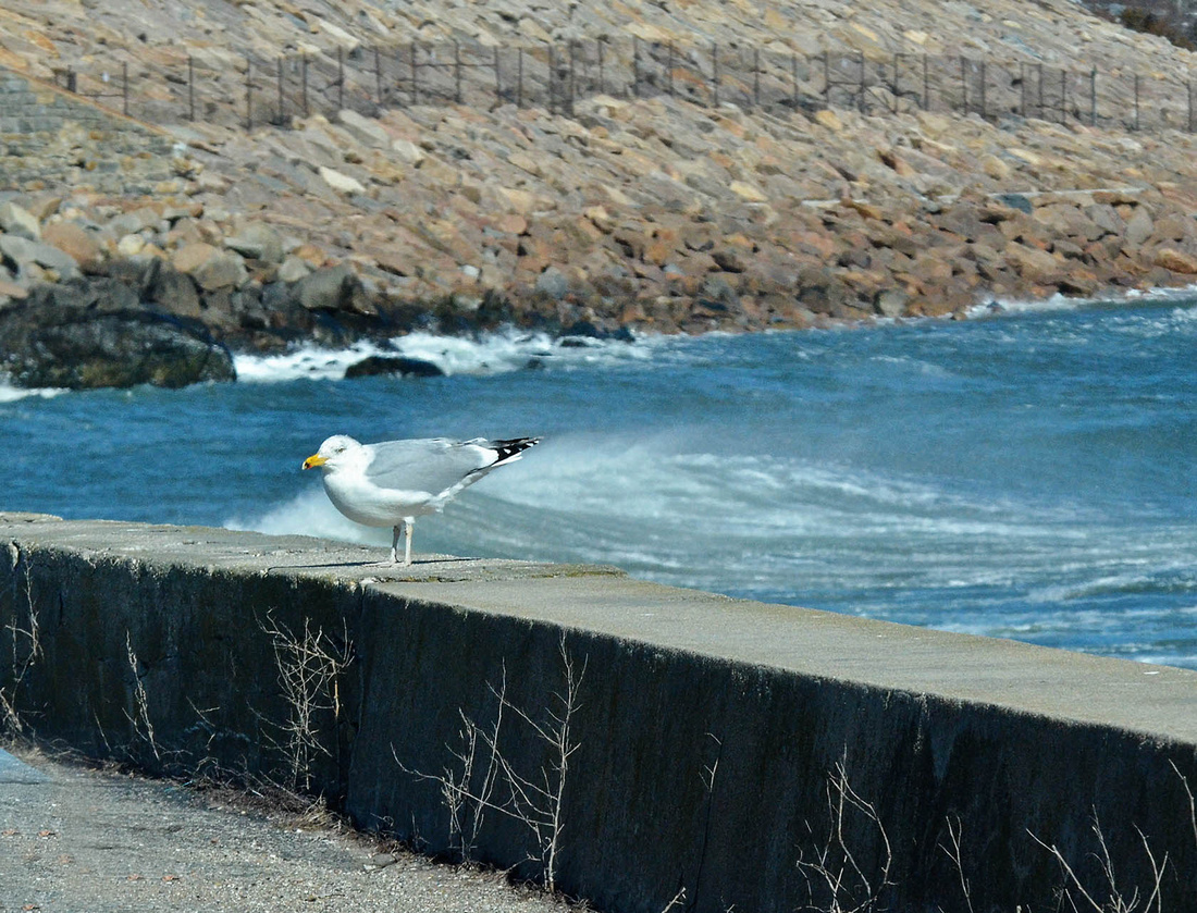 Wind-resistant gull, WH