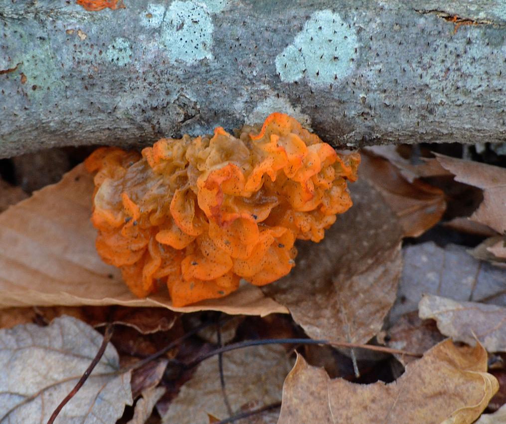 Witch's butter, Henne