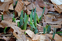 Very early daffodils, home