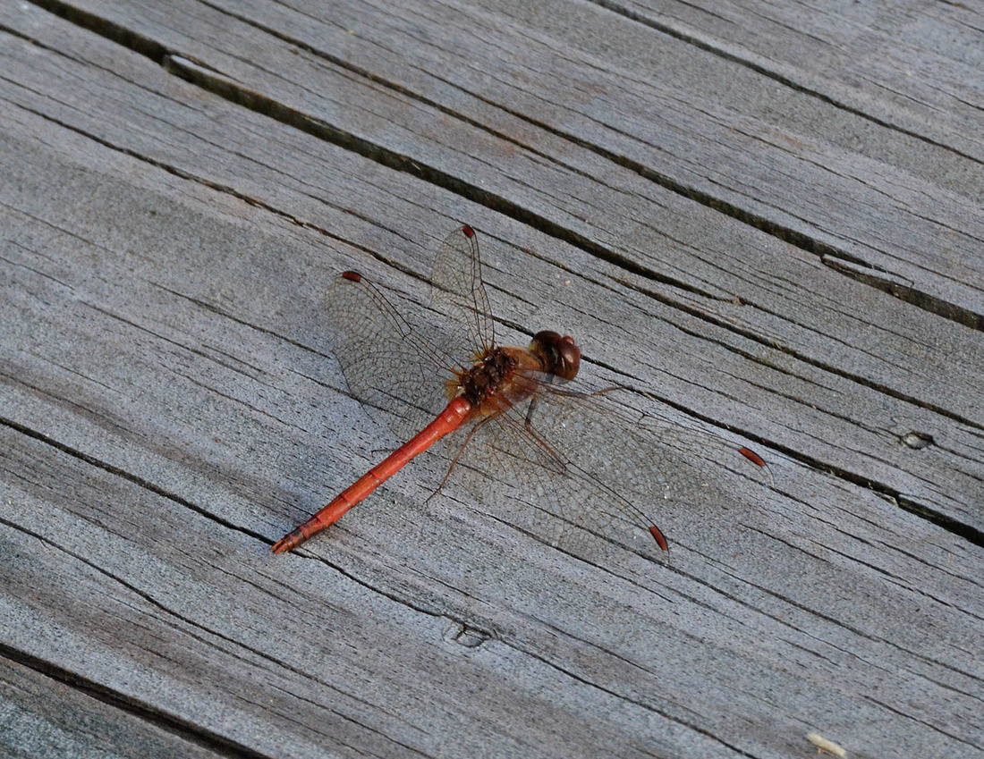 Record late Meadowhawk