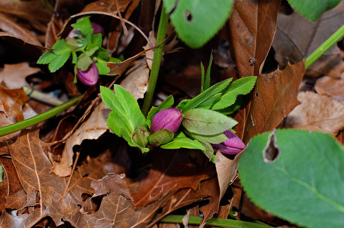 Hellebores in early bloom, home