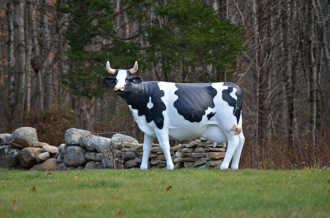 Holstein-esque, Boombridge