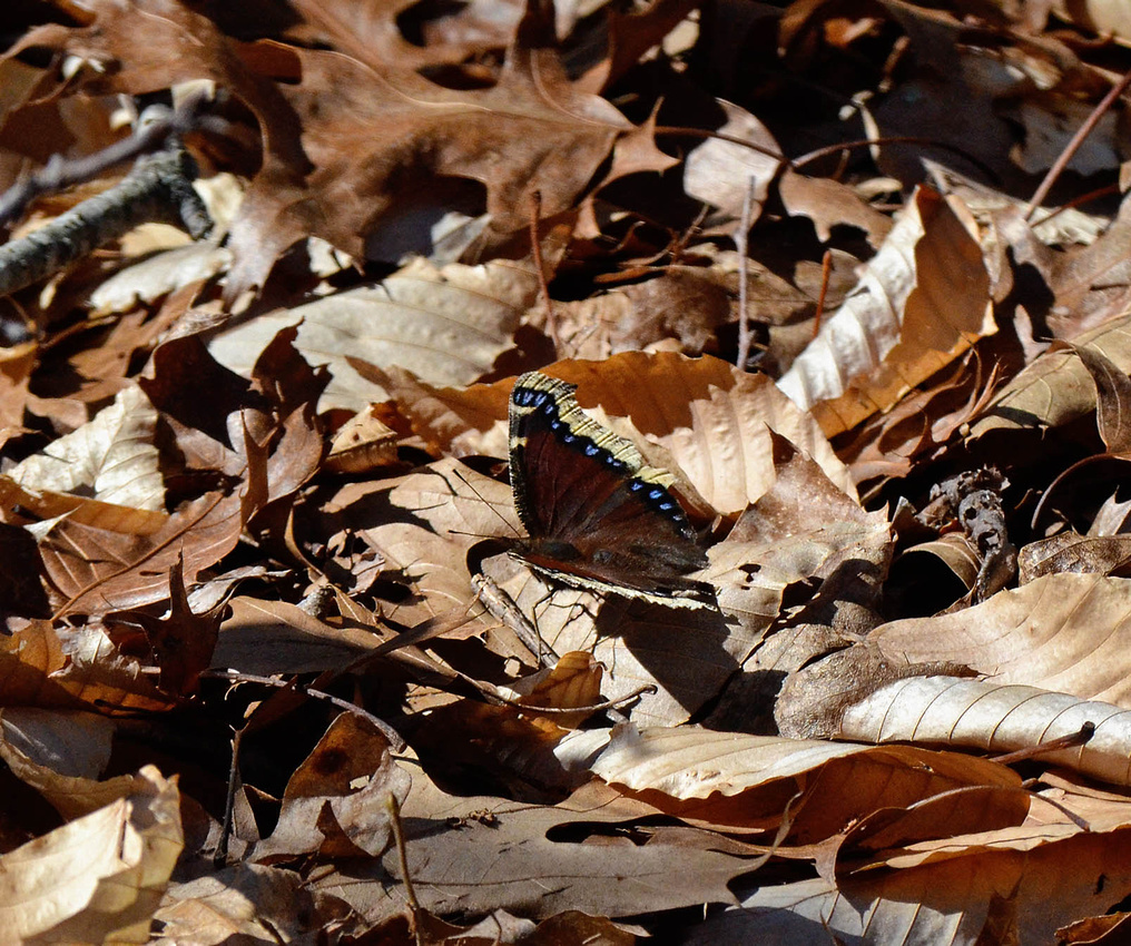 First Mourning Cloak, Babcock