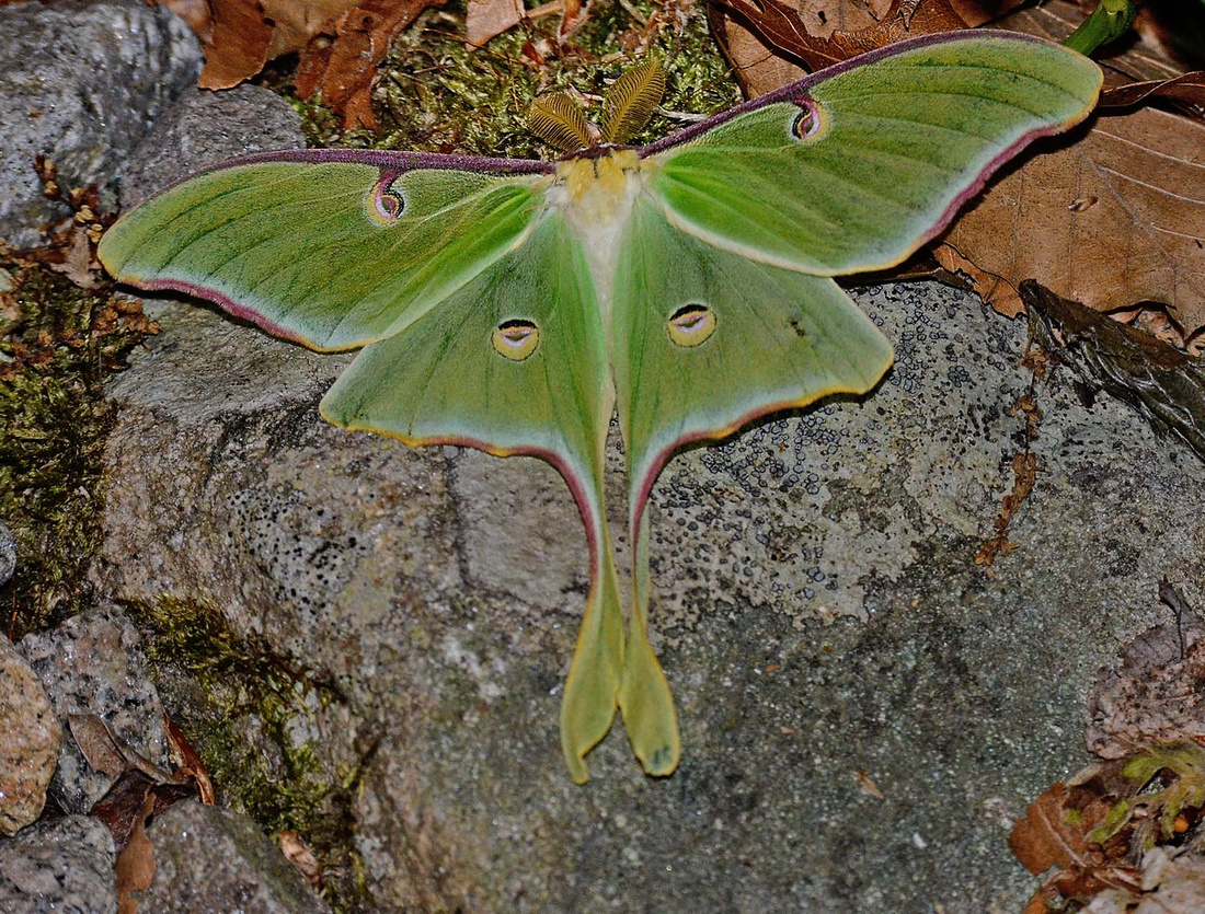 Luna moth, Home