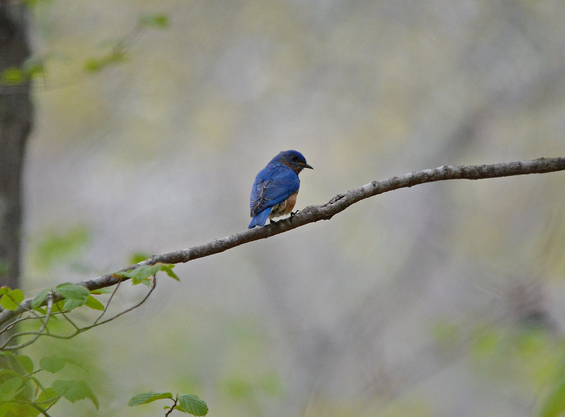 Surprise Bluebird, home