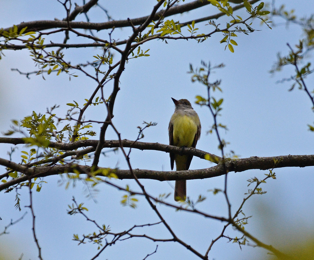 Great crested Flycatcher, Bell