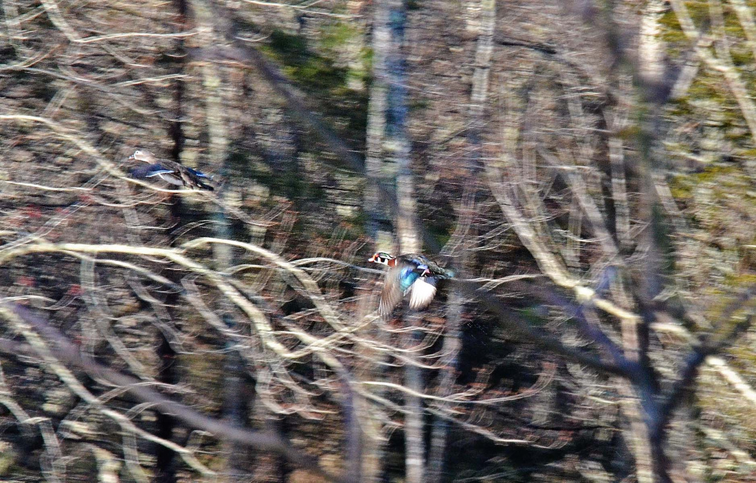 Wood ducks flying, Henne