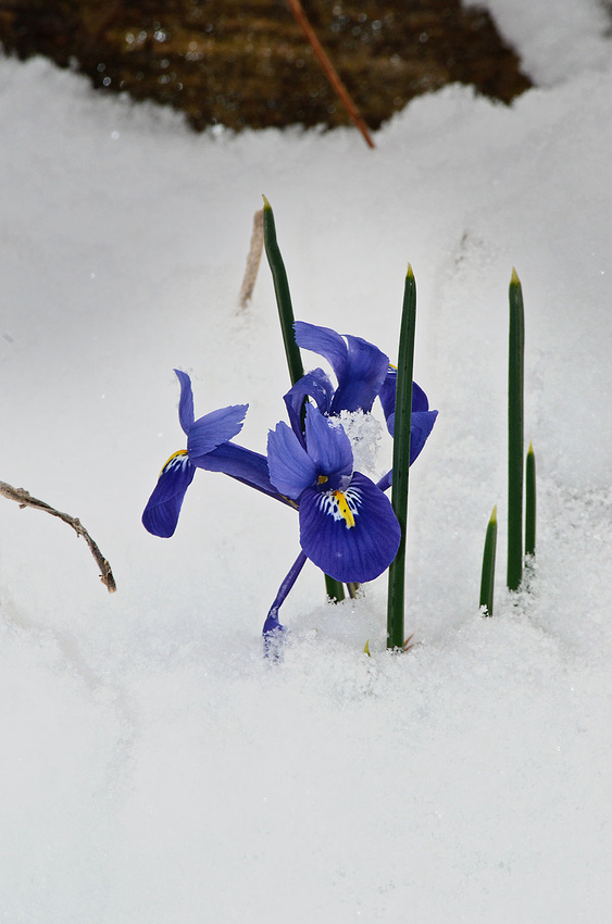Dwarf Iris in snow, Home