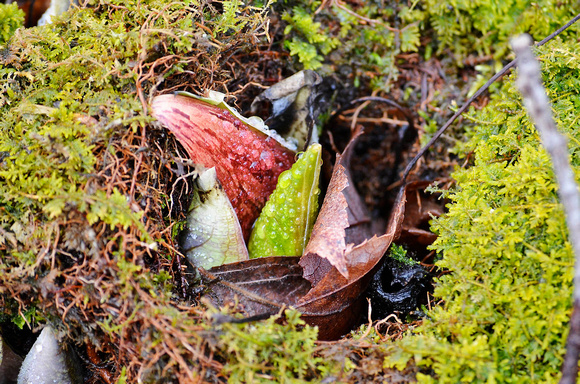 Skunk cabbage leafing out