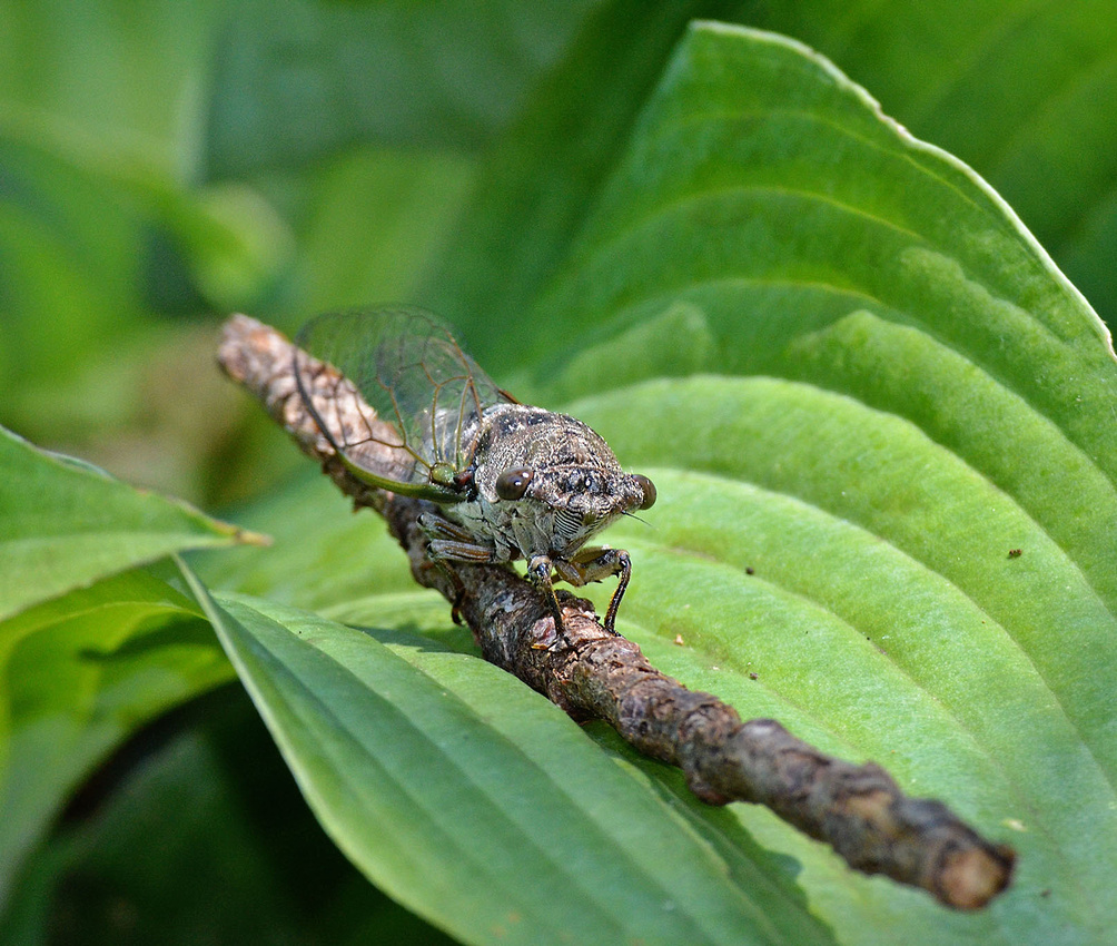 Cicada on hostas, Home