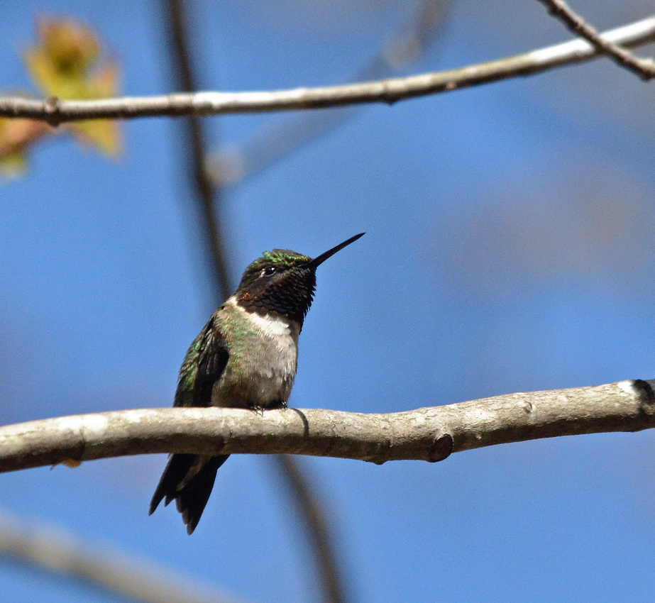 Hummingbird, home