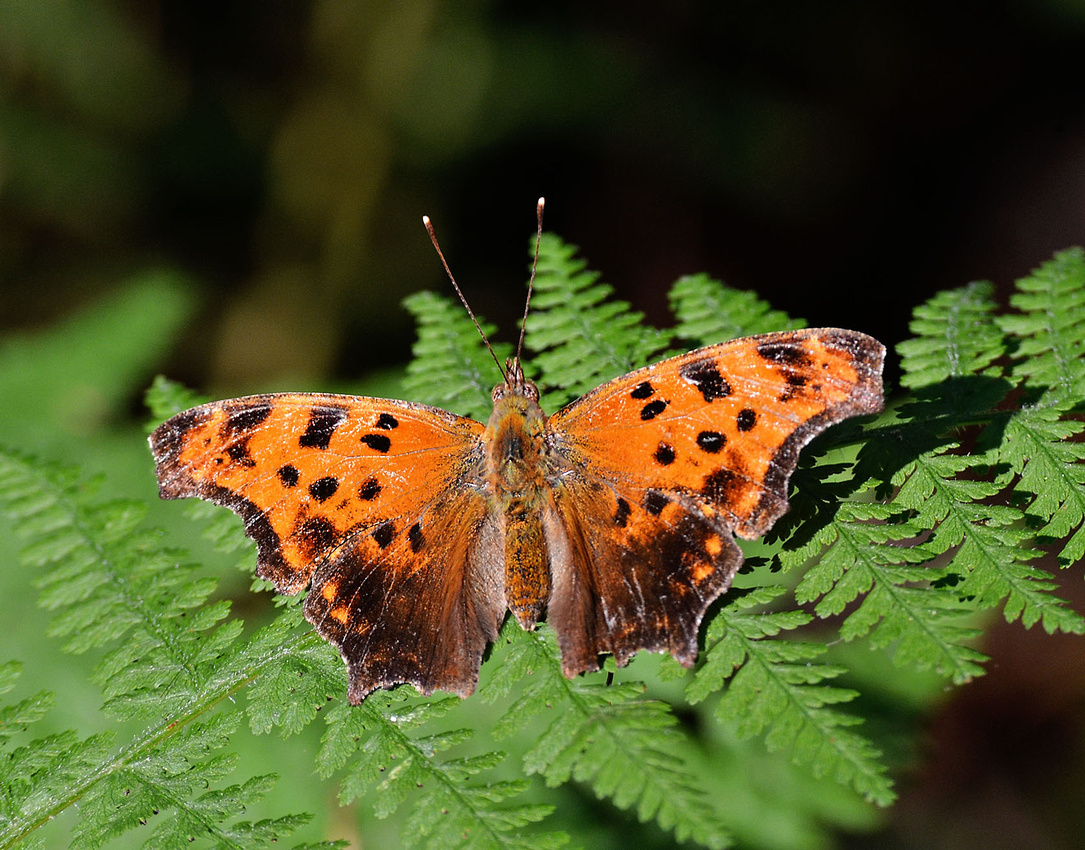 Eastern Comma, home