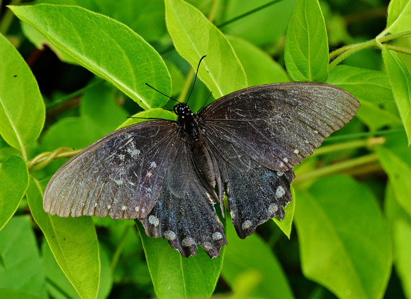 Pipevine Swallowtail, PNP