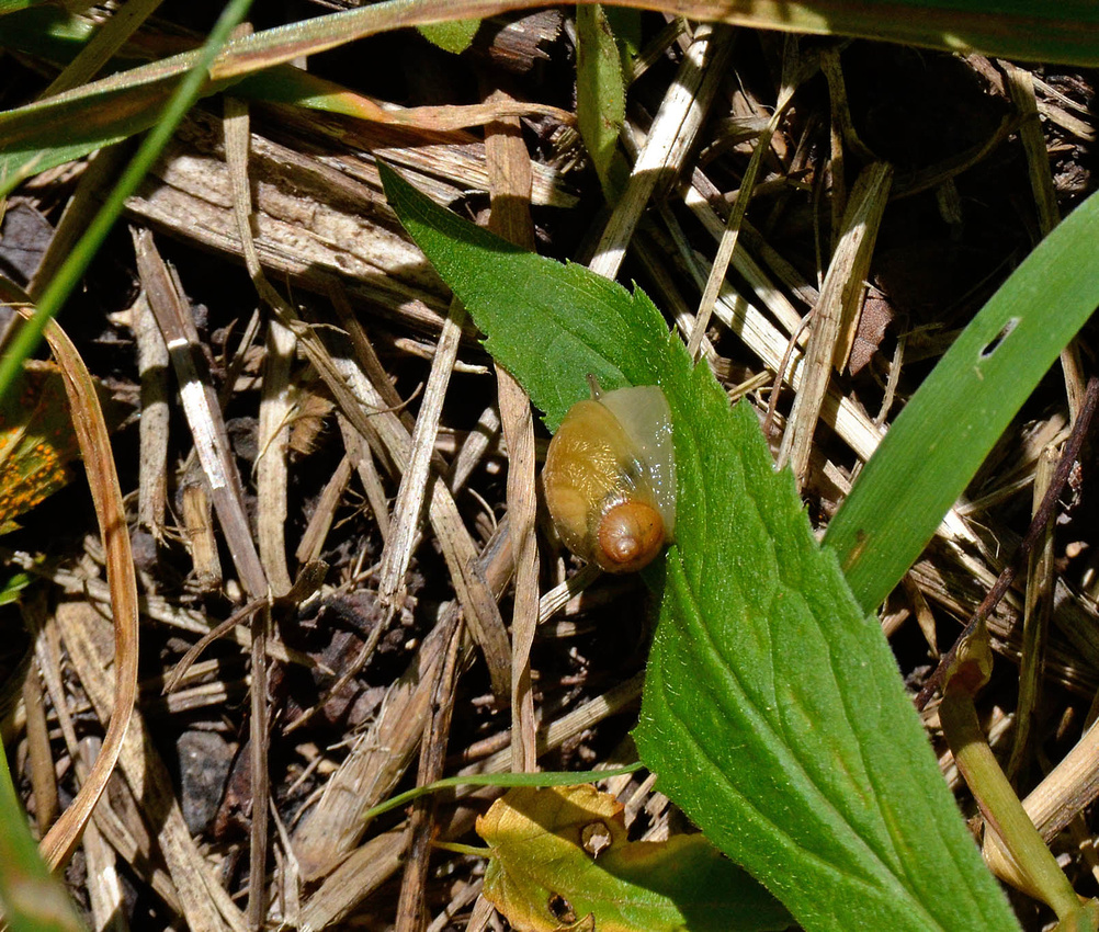 Land snail, PNP