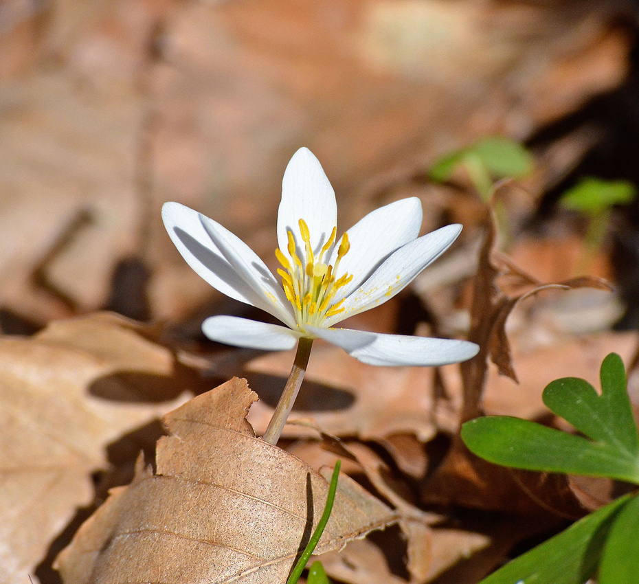 Early bloodroot bloom, home