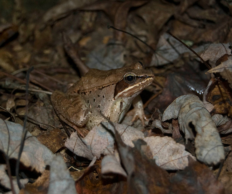 Wood frog at night