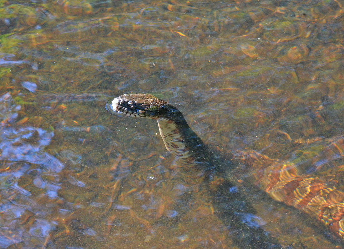 Water snake, Hewitt
