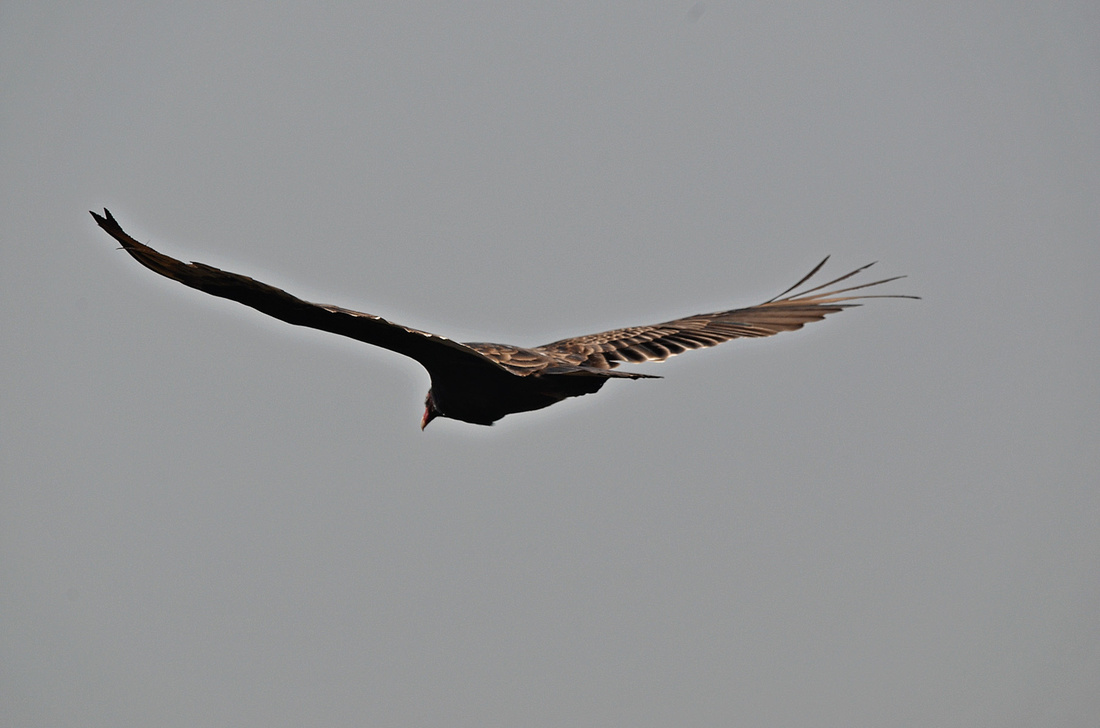 Turkey Vulture, LH, Sigma