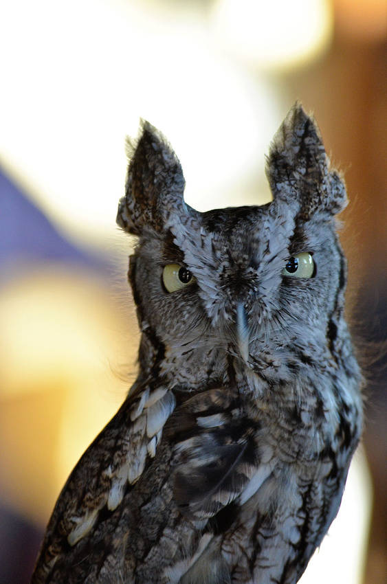 Screech Owl, library