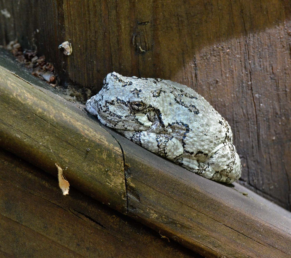 Jabba the Frog, home porch rail