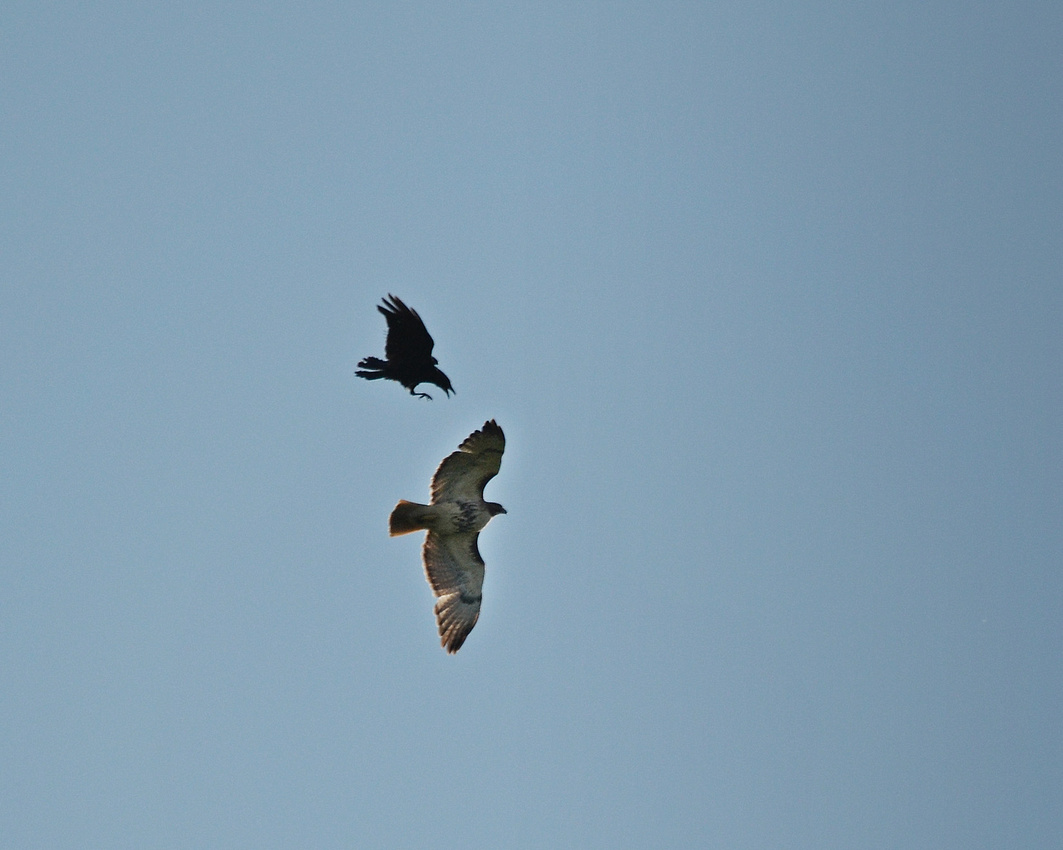 Hawk and crow, Miner