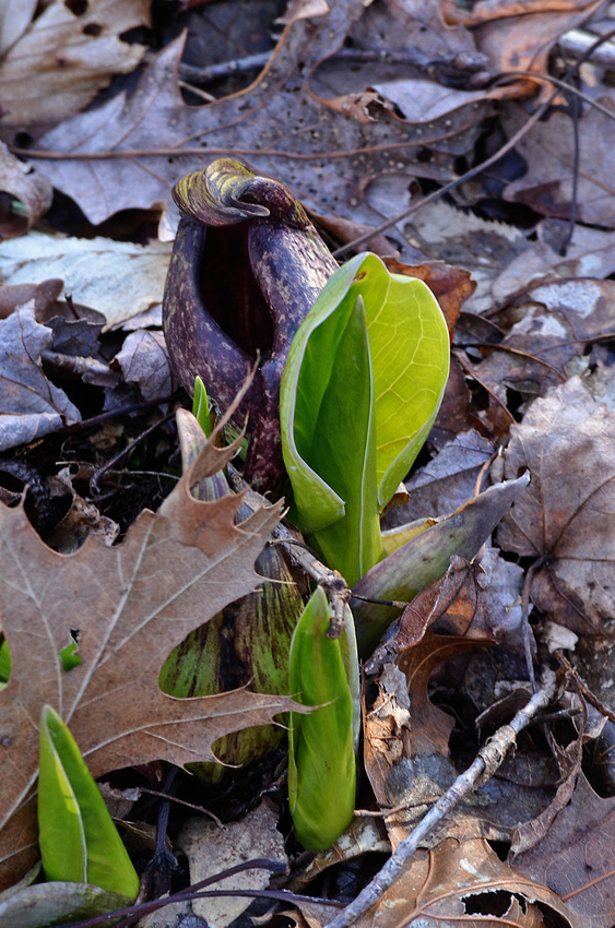 Skunk cabbage opening, Home