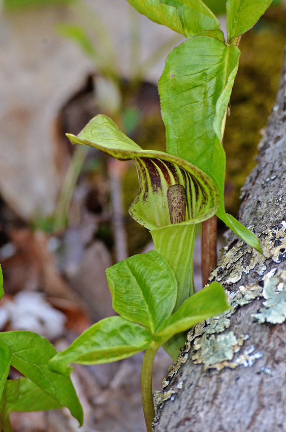 Jack-in-the-Pulpit, home