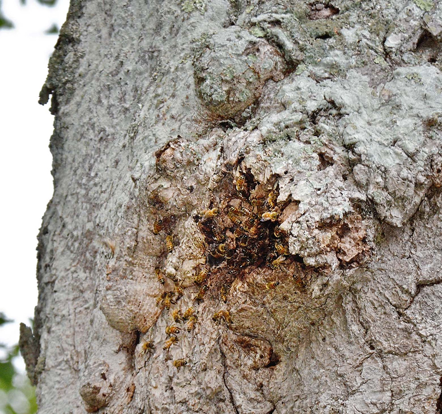 Wild honeybee nest, Henne