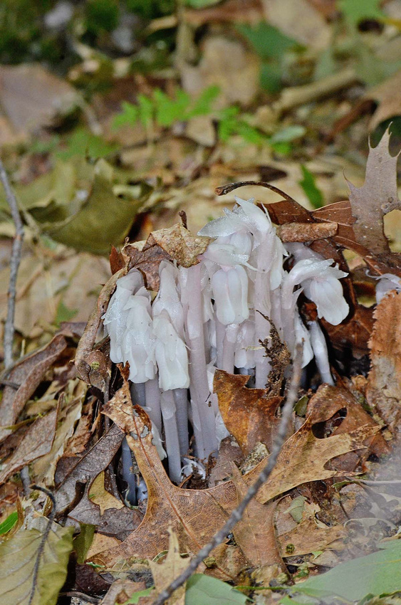Indian Pipes, Wyassup