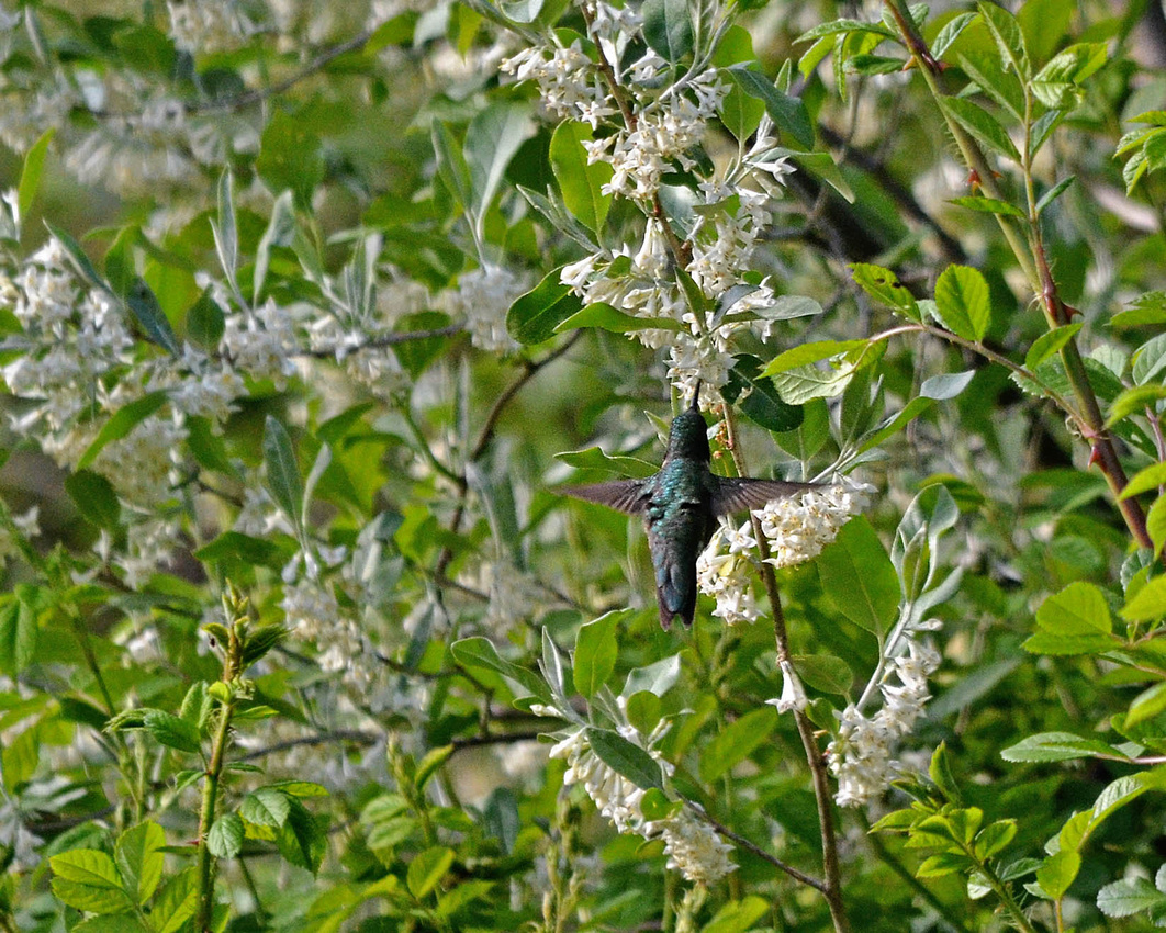 Hummingbird, olives, BellCedar