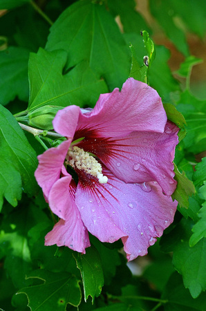 Rose of Sharon, home