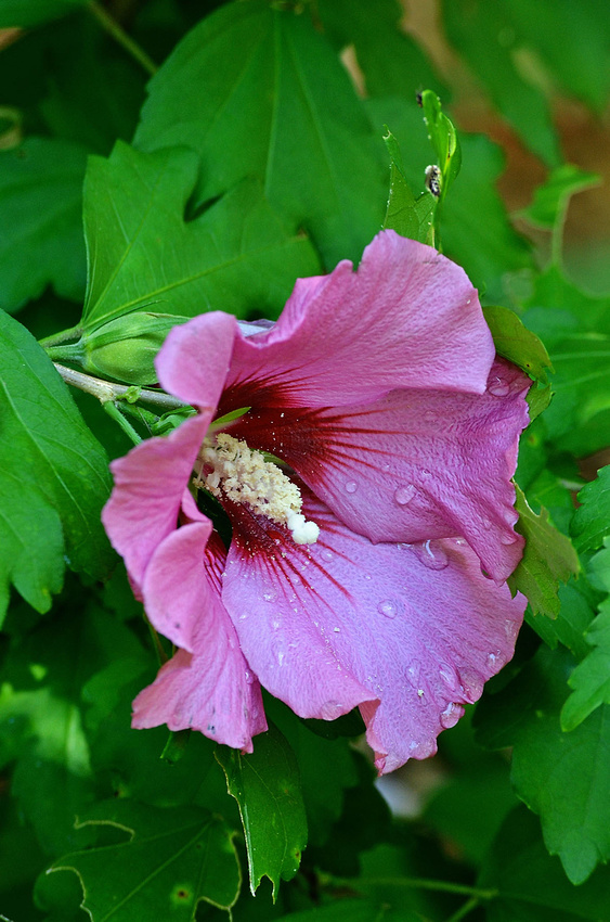 Rose of Sharon, home