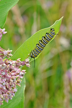 Monarch caterpillar, Miner
