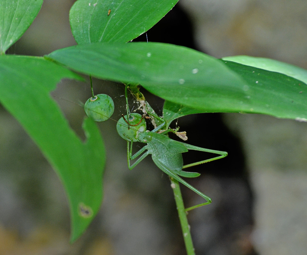 First katydid, Henne