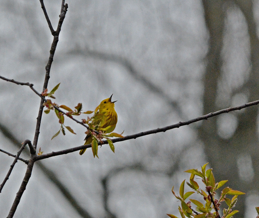 Yellow Warbler, home