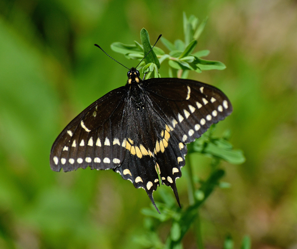 Black Swallowtail, Stratham Hill