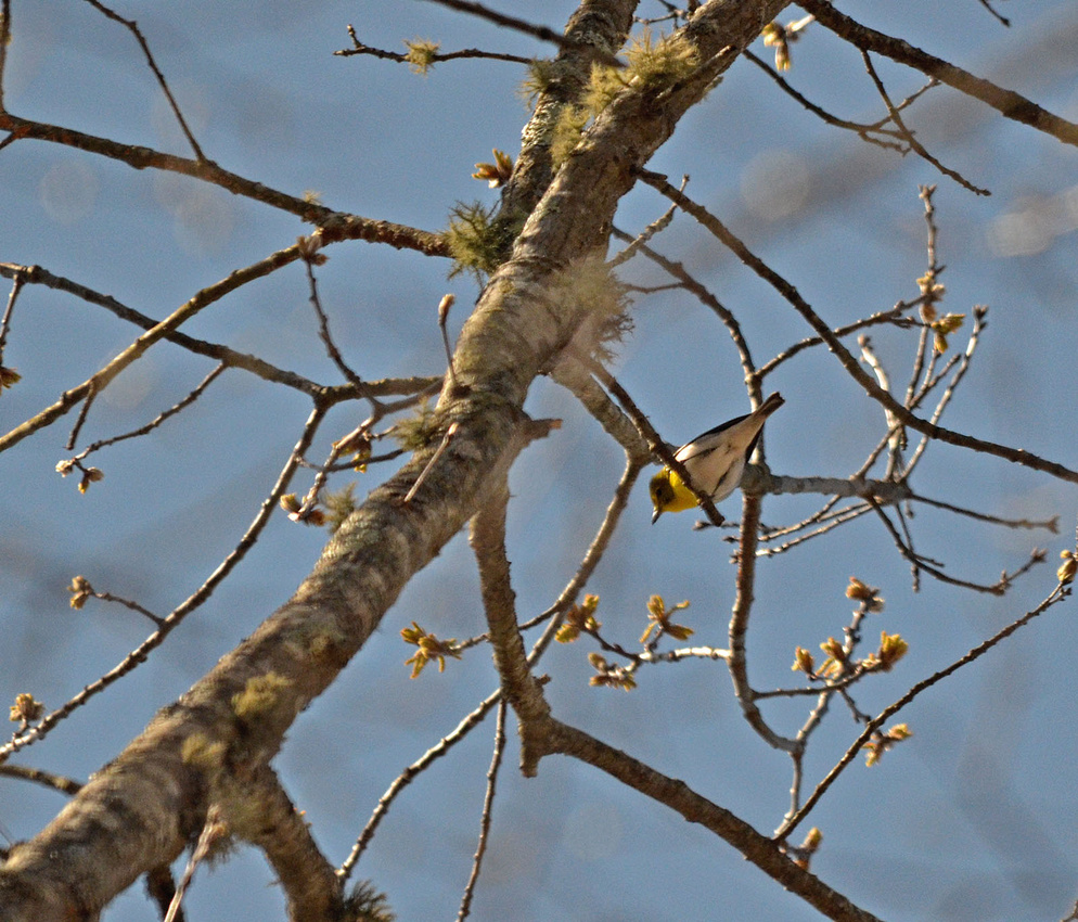 Yellow-throated Vireo, Babcock