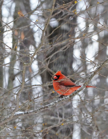 Cardinal, home