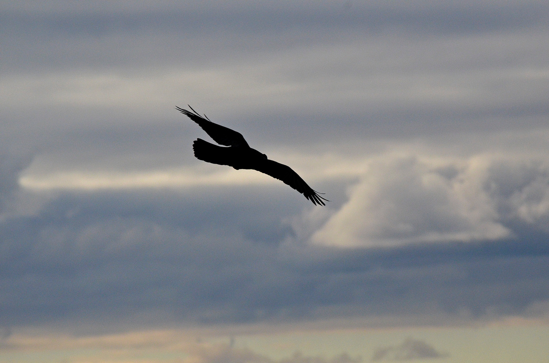 Raven in flight, Lantern Hill