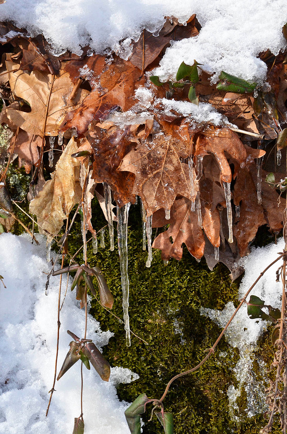 Icicles and oak leaves