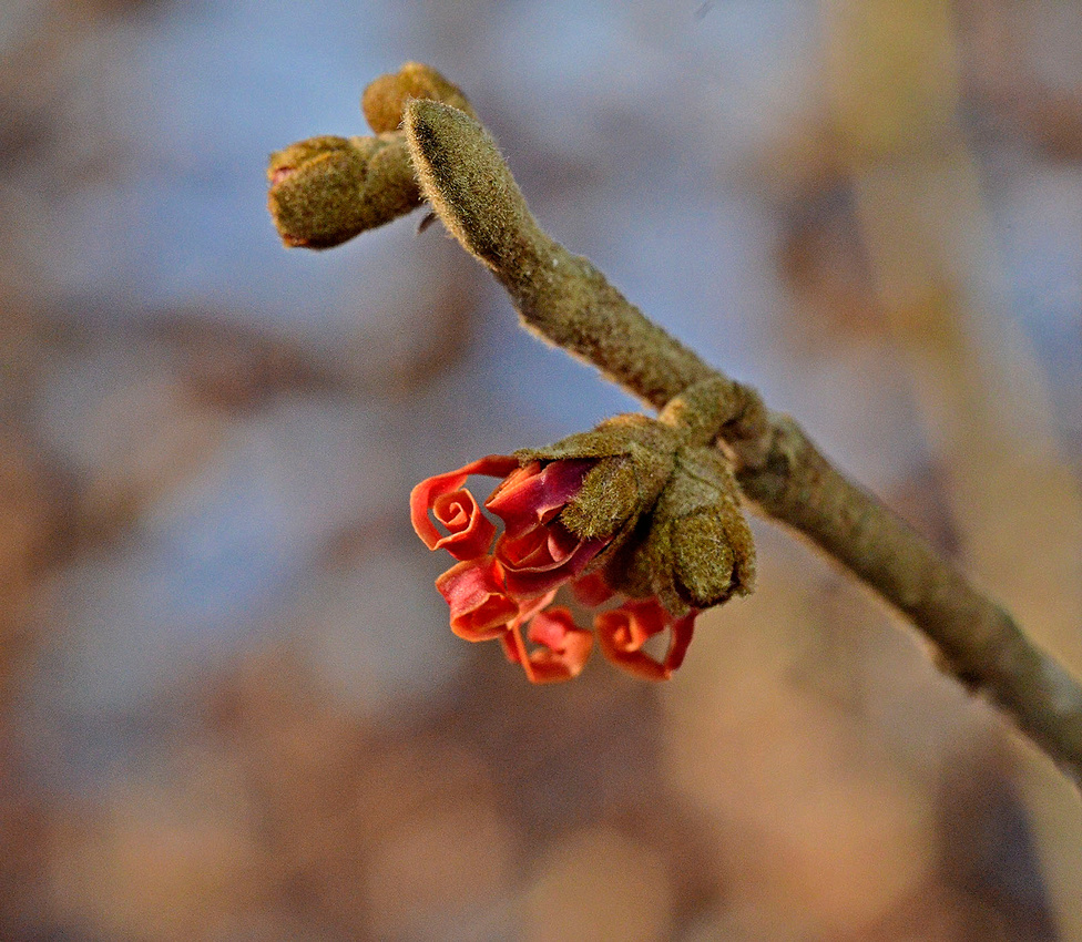 Witch hazel opening, Home