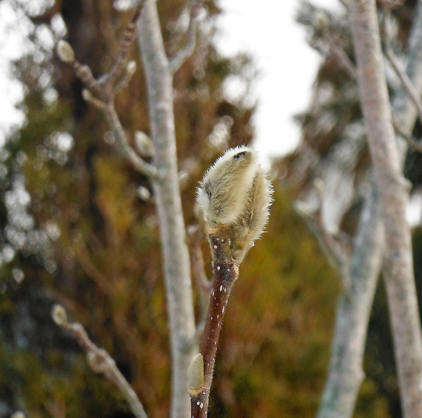 1st pussy willow, 99RestWest