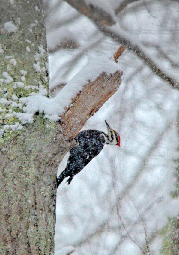 Pileated, snow, Home